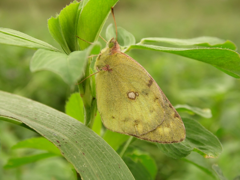 Lepidotteri pista ciclabile Arluno-Boffalora